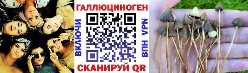 Псилоцибиновые грибы мицелий  Ладушкин 